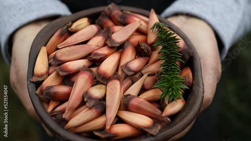  woman's hands holding a clay bowl with chilean pine nuts, araucaria tree fruit photo
