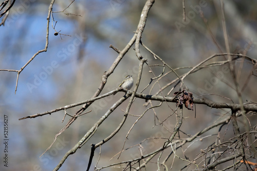 Curious Golden-Crowned Kinglet