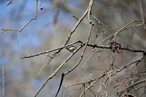 Curious Golden-Crowned Kinglet