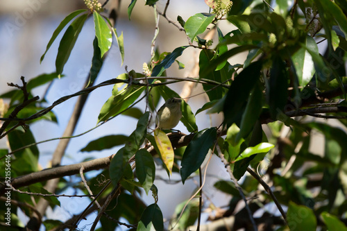 Hidden Ruby-Crowned Kinglet photo