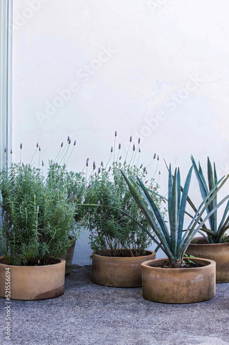 clay pots with agave and lavender plants on a white background