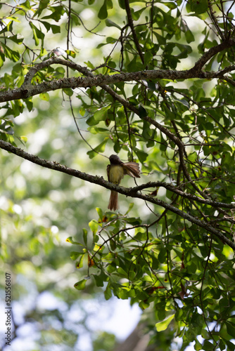 Great-Crested Flycatcher Grooming