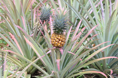 Cambodia. The pineapple (Ananas comosus) is a tropical plant with an edible fruit; it is the most economically significant plant in the family Bromeliaceae.