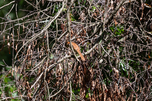 Brown Thrasher on a Fallen Tree Limb photo