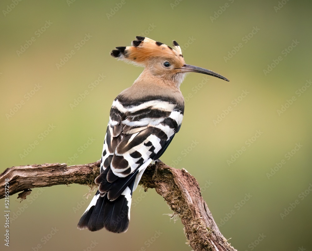 Obraz premium Hoopoe