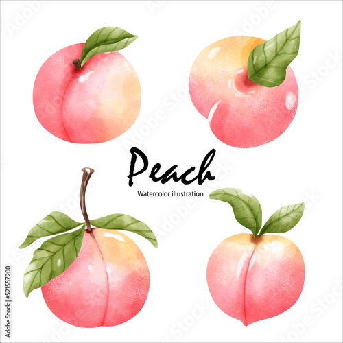 Watercolor peaches, watercolor fruit. vector illustration