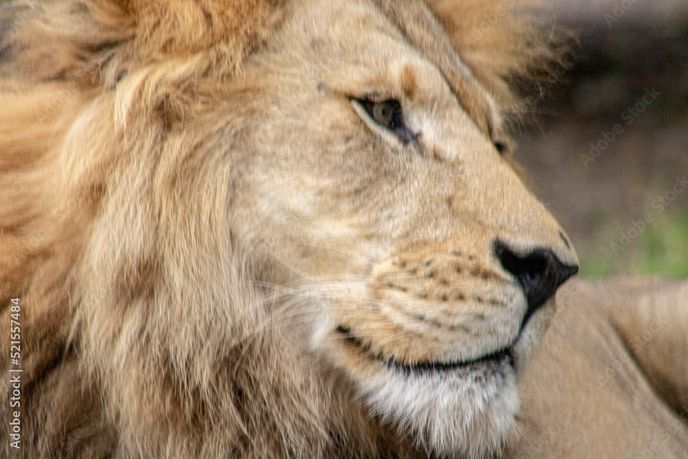 portrait of a lion