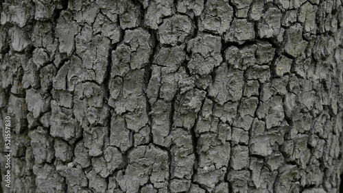 gray bark of a tree with large cracks close-up 16:9