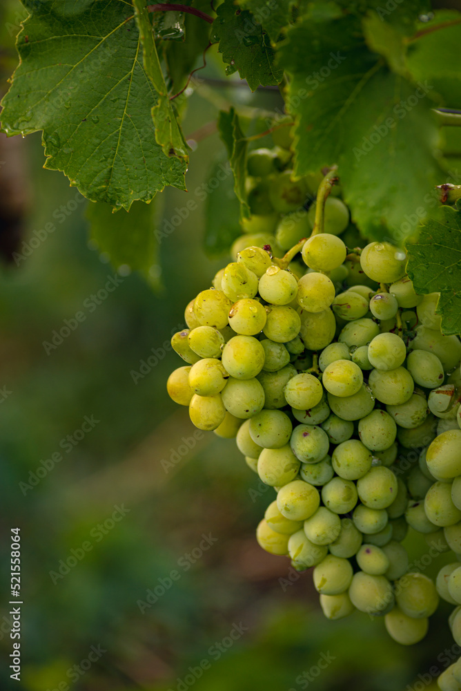 Beautiful grapes leaves in a vineyard, garden. white background, summer. sunny day. green grapes unripe, metal, copy space Fresh Fruit Brunch