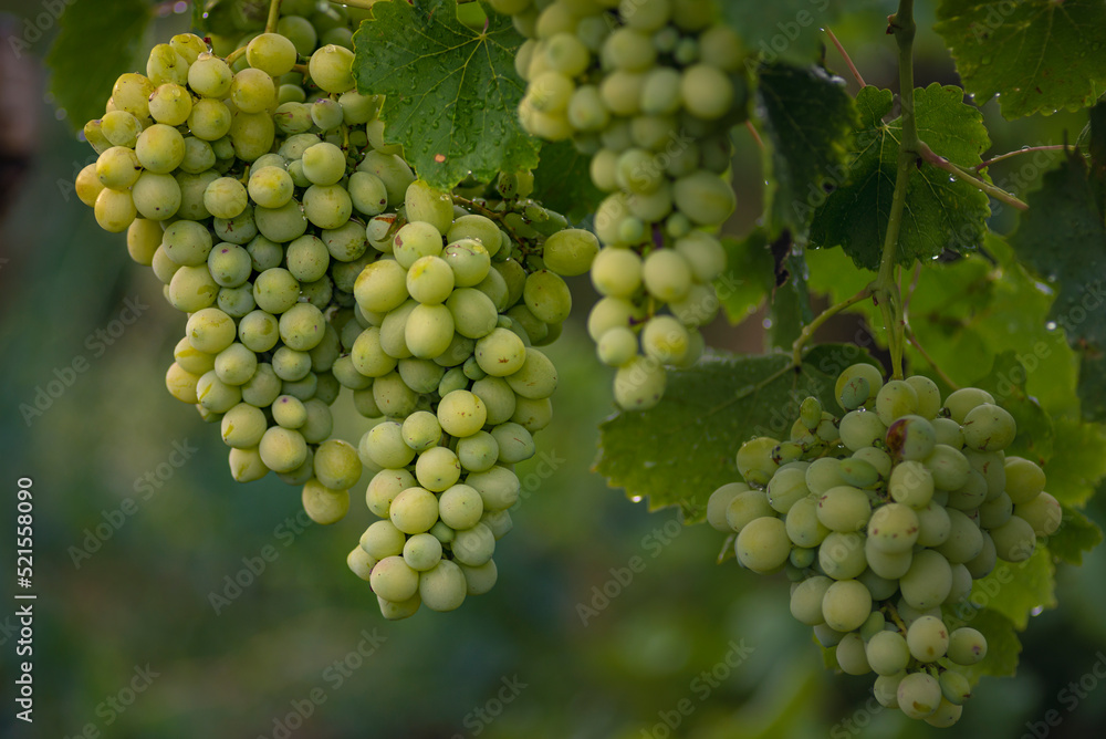 Beautiful grapes leaves in a vineyard, garden. white background, summer. sunny day. green grapes unripe, metal, copy space Fresh Fruit Brunch