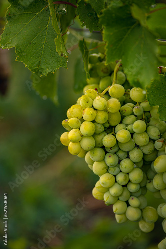 Wallpaper Mural Beautiful grapes leaves in a vineyard, garden. white background, summer. sunny day. green grapes unripe, metal, copy space Fresh Fruit Brunch Torontodigital.ca