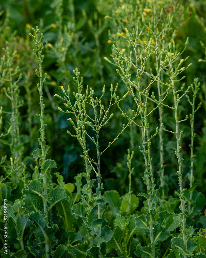 Obraz premium Lettuce grown for seeds. Lettuce that has finished flowering in the garden. Seeds can be picked-up and sowed in spring organic farming