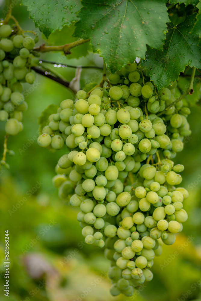 Beautiful grapes leaves in a vineyard, garden. white background, summer. sunny day. green grapes unripe, metal, copy space Fresh Fruit Brunch