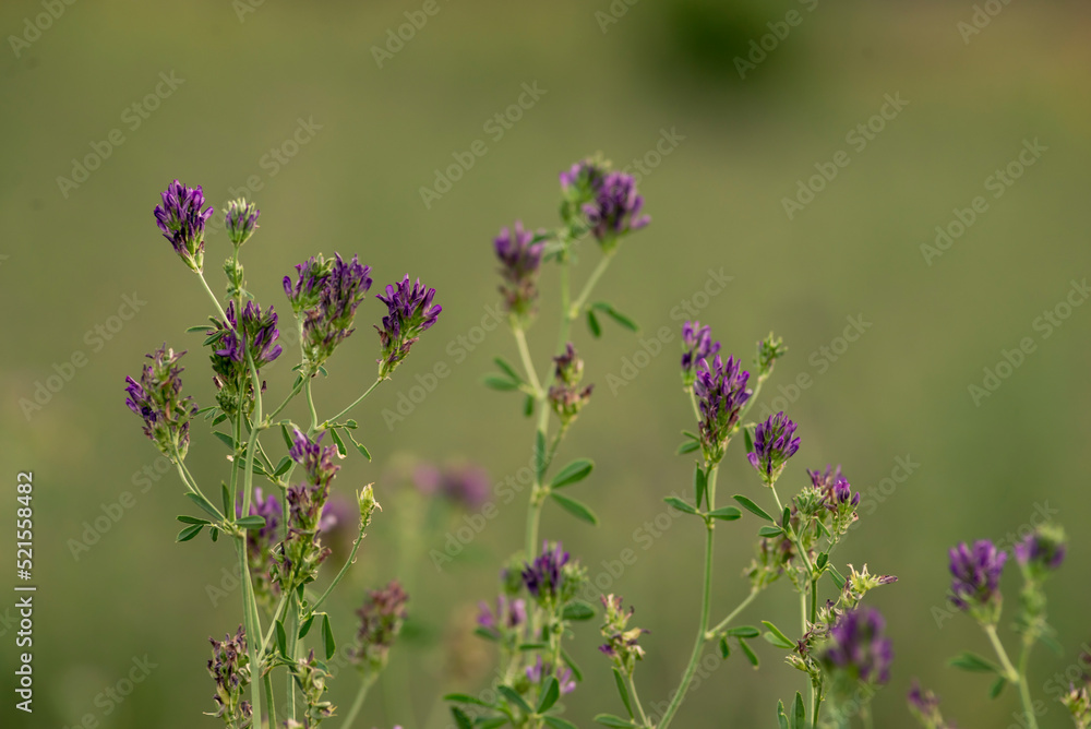 Alfalfa lucerne flower purple Reverdins blue butterfly (Colias croceus) blooms in a green field , sulphur summer Moldova Alfalfa lucerne flower purple Reverdins blue butterfly (Colias croceus) blooms in a green field , sulphur summer Moldova