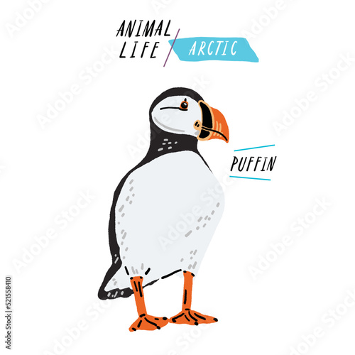 Puffin Bird Hand drawn color Illustration