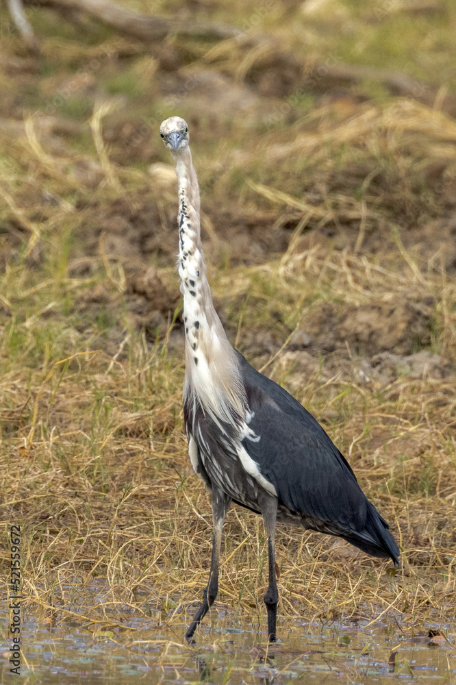 Pacific White-necked Heron in Queensland Australia Pacific White-necked Heron in Queensland Australia
