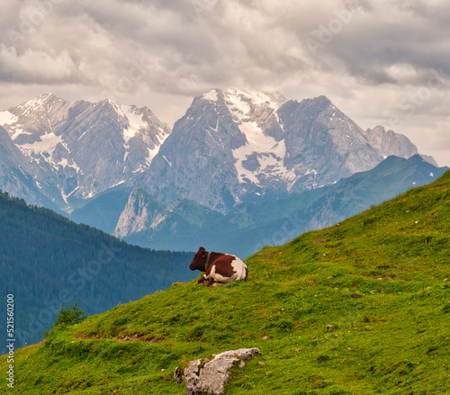 Moo with a view!! Alta Via 1, Dolomites, Italy