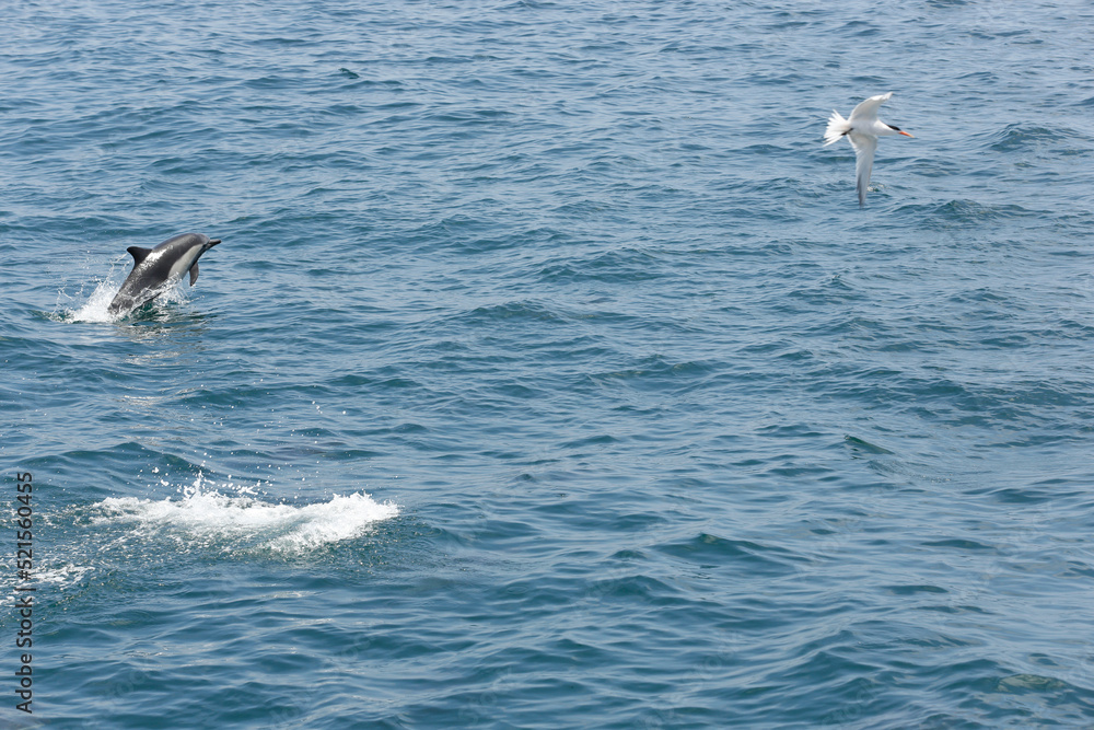 A view of a short-beaked common dolphin, emerging out of the water, seen off the coast of Southern California.