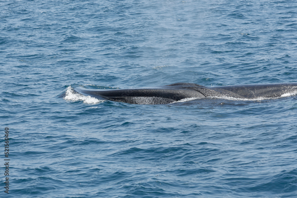 A view of a fin whale breaching the ocean surface, seen off the coast of Southern California.