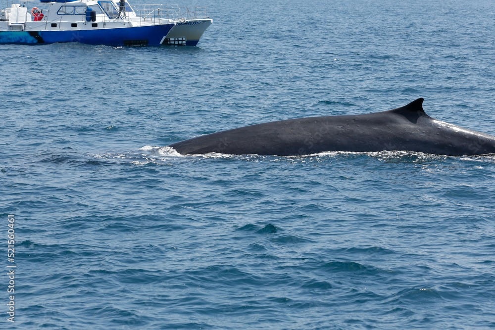 Fototapeta premium A view of a fin whale breaching the ocean surface, seen off the coast of Southern California.