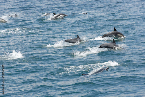 A view of several short-beaked common dolphins  emerging out of the water  seen off the coast of Southern California.