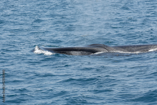 A view of a fin whale breaching the ocean surface  seen off the coast of Southern California.
