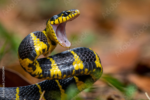 Angry mangrove snake Boiga dendrophila in the grass