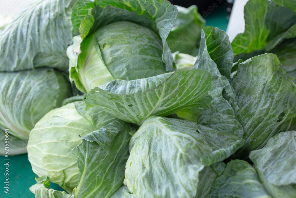 A view of a table full of cabbage, on display at a local farmers market. A view of a table full of cabbage, on display at a local farmers market.