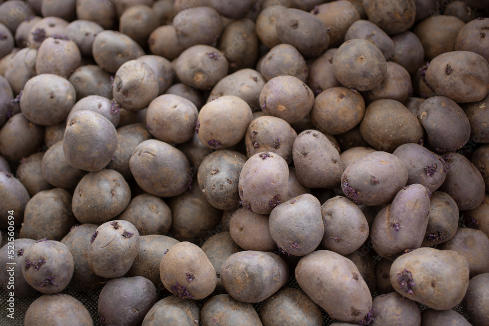 A view of a large pile of purple potatoes, on display at a local farmers market. A view of a large pile of purple potatoes, on display at a local farmers market.