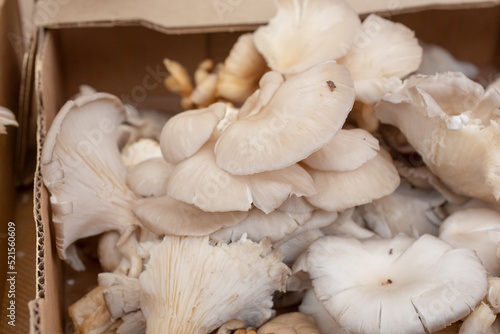 A view of a cluster of white oyster mushrooms, on display at a local farmers market.