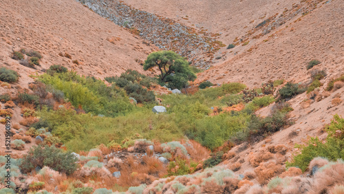 Tree in the valley rising to the mountains