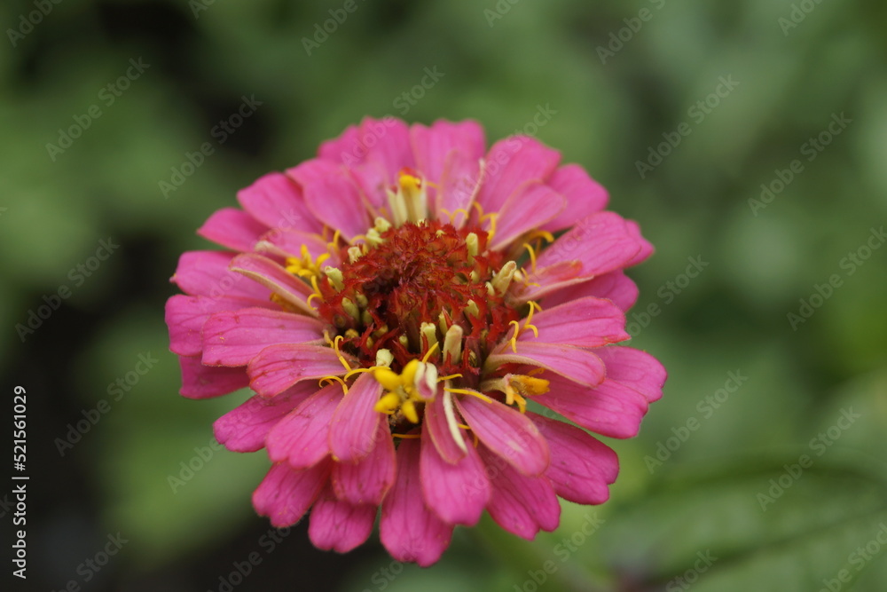 pink flower pink flower