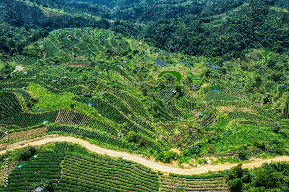 Aerial photography of Sanjiang Buyang Xianren alpine ecological tea fields