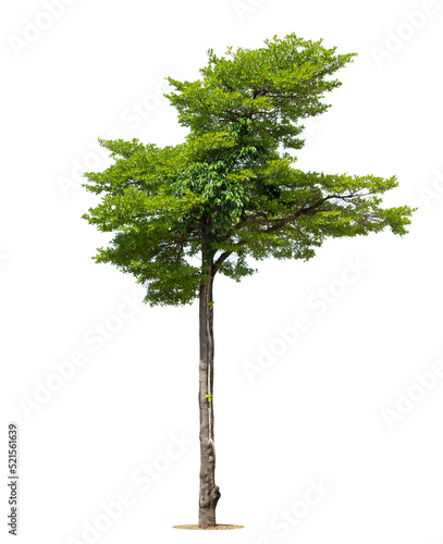 isolated tree on white background isolated tropical tree used for advertising and architecture design