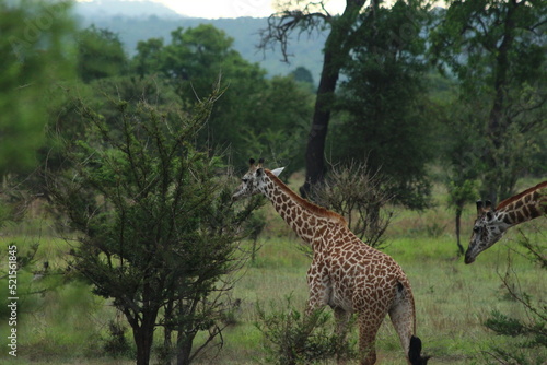 Giraffes in Tanzania