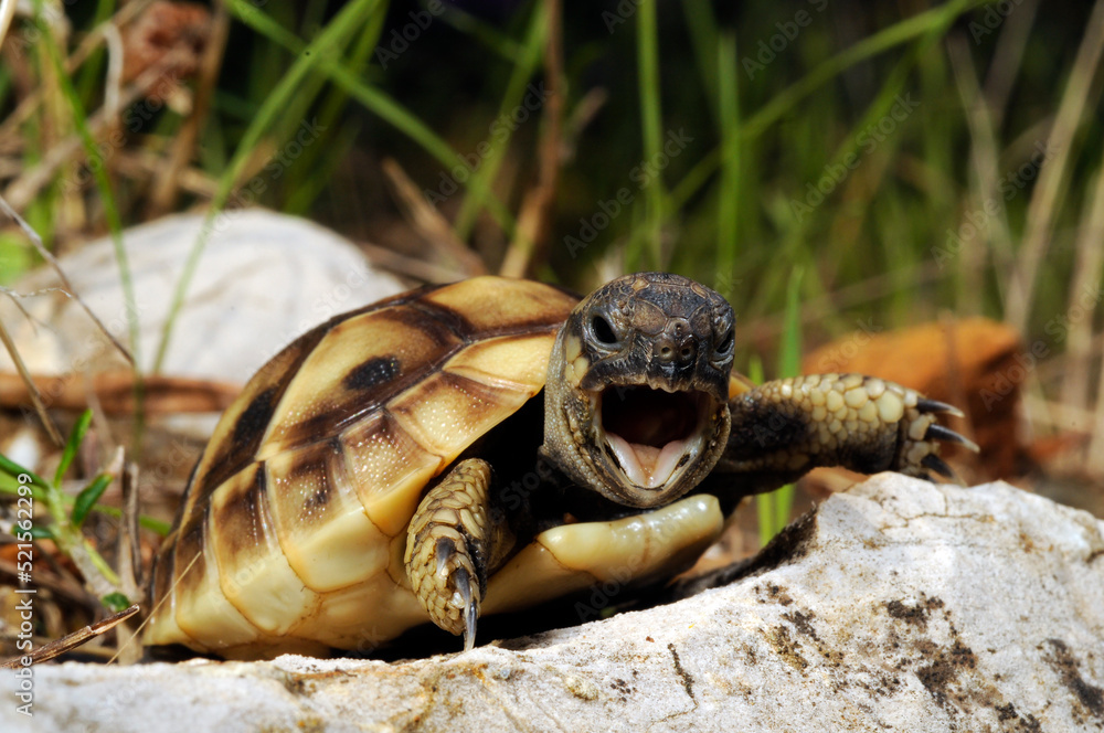 Naklejka premium Eastern Hermann's tortoise // Griechische Landschildkröte (Testudo hermanni boettgeri) - Peloponnese, Greece