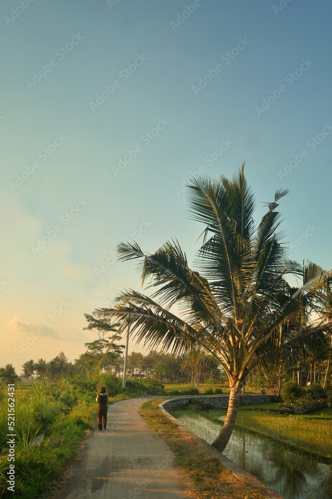 palm trees at sunset palm trees at sunset