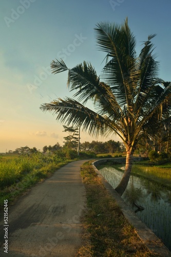 palm trees at sunset © Joni