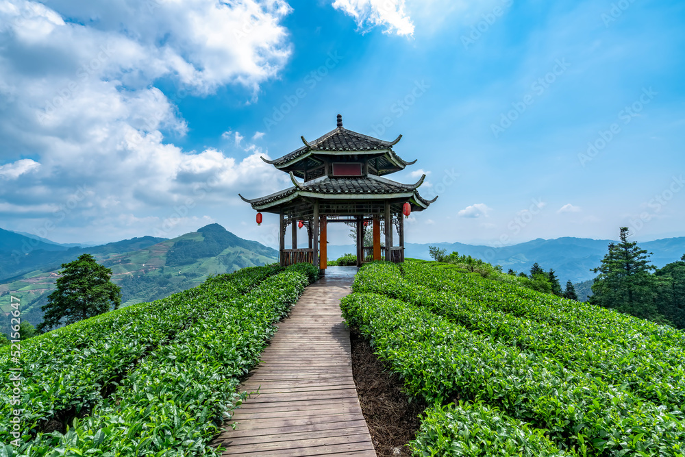 Fototapeta premium Sanjiang Buyang Xianren Ecological Tea Mountain Tea Field