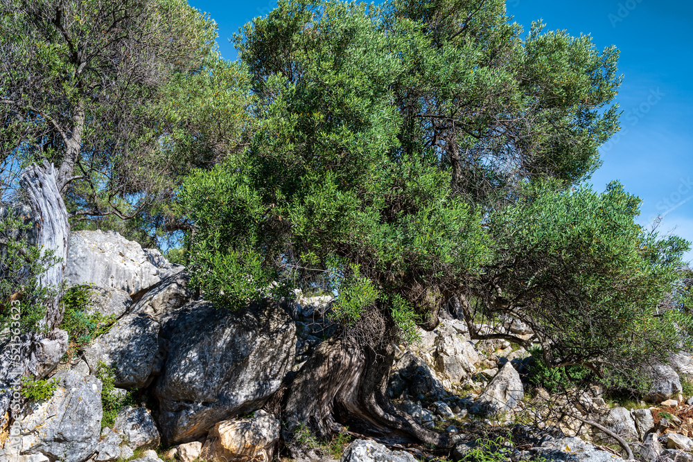 Panoramic view of an old olive tree on the rocky terrain of the island of Pag, Lun, Croatia. Panoramic view of an old olive tree on the rocky terrain of the island of Pag, Lun, Croatia.