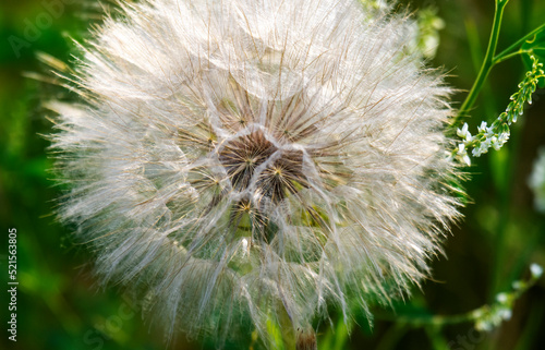 A close up view of yellow salsify or goat s beard.