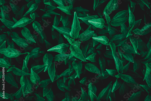 Green leaf texture Leaf texture background.Natural background of green leaves.Green leaves pattern background.