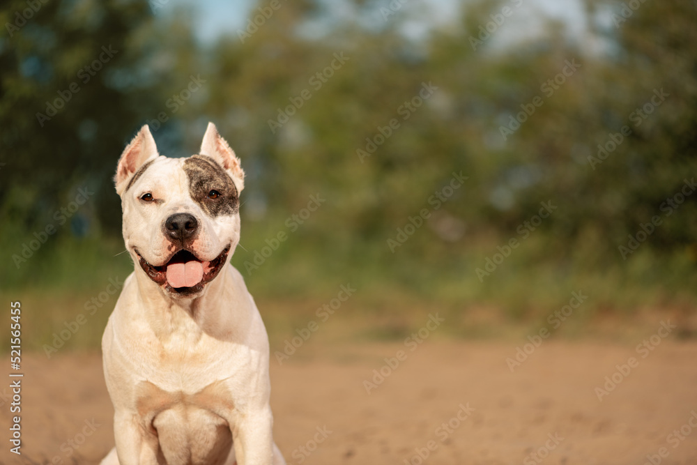 Happy American Staffordshire Terrier sitting in outdoors, close up portrait