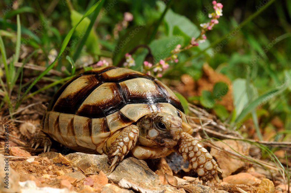 Naklejka premium juvenile Marginated tortoise // junge Breitrandschildkröte (Testudo marginata) - Peloponnese, Greece