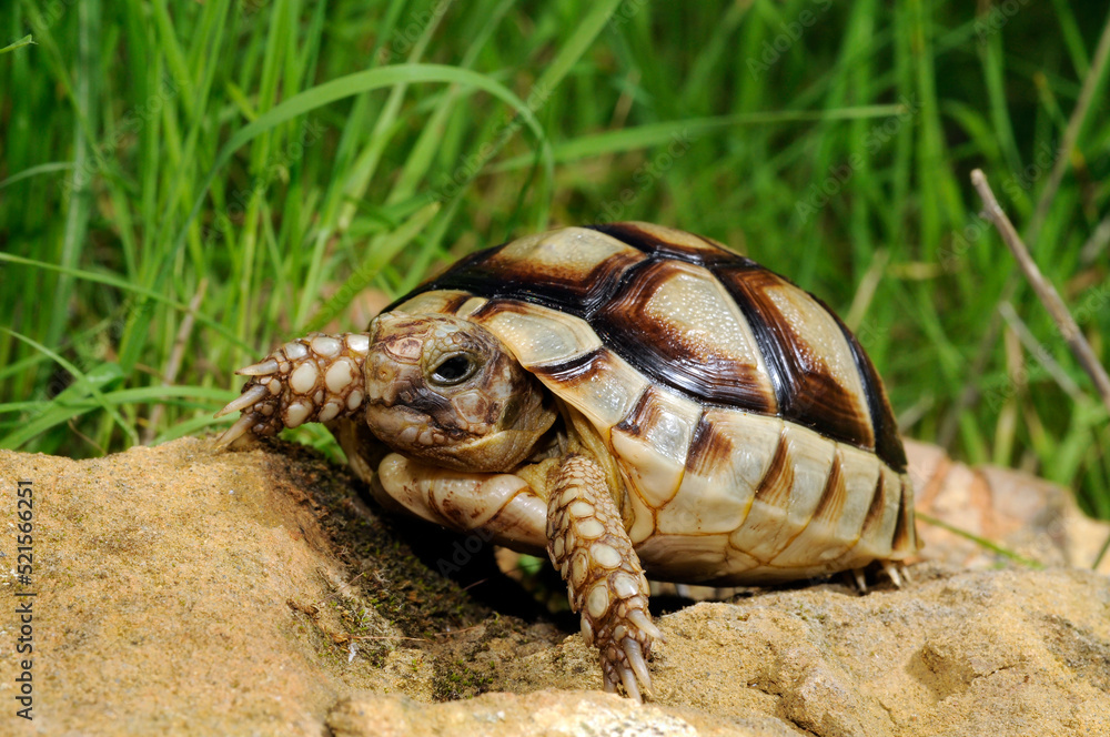 Obraz premium juvenile Marginated tortoise // junge Breitrandschildkröte (Testudo marginata) - Peloponnese, Greece