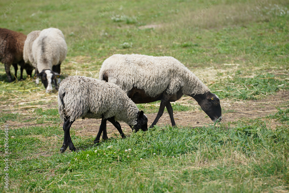 sheep with beautiful wool graze on a green lawn sheep with beautiful wool graze on a green lawn