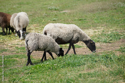 sheep with beautiful wool graze on a green lawn
