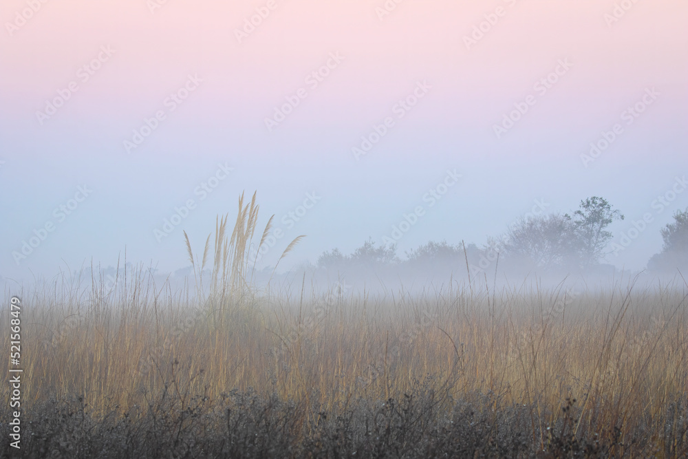 Foggy Winter Morning in the Field