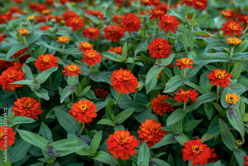 Red zinia anggun or better known by Zinnia angustifolia,