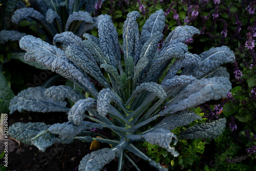 Kale cabbage. Tuscan kale or black kale.Winter cabbage also known as italian kale or lacinato.